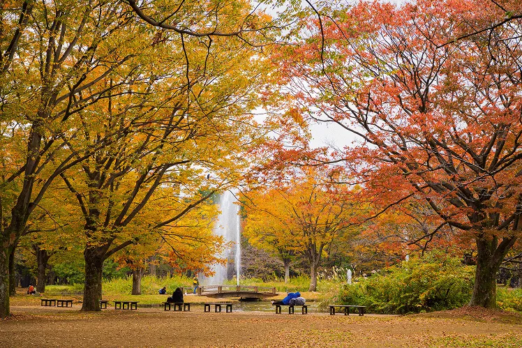 Yoyogi Park on a clear autumn day, where golden ginkgo and crimson maple trees frame a sparkling fountain surrounded by visitors relaxing on benches or strolling through the park