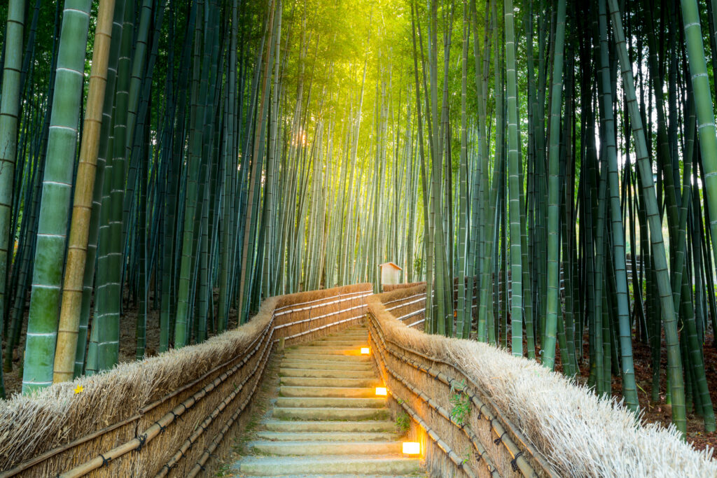 The Arashiyama Bamboo Forest is enveloped in shades of dark and light green, creating a tranquil natural canopy. Gentle lights illuminate the pathway and stairs, casting a soft glow that guides travelers through the enchanting grove, enhancing the serene and magical atmosphere of this iconic Kyoto landmark