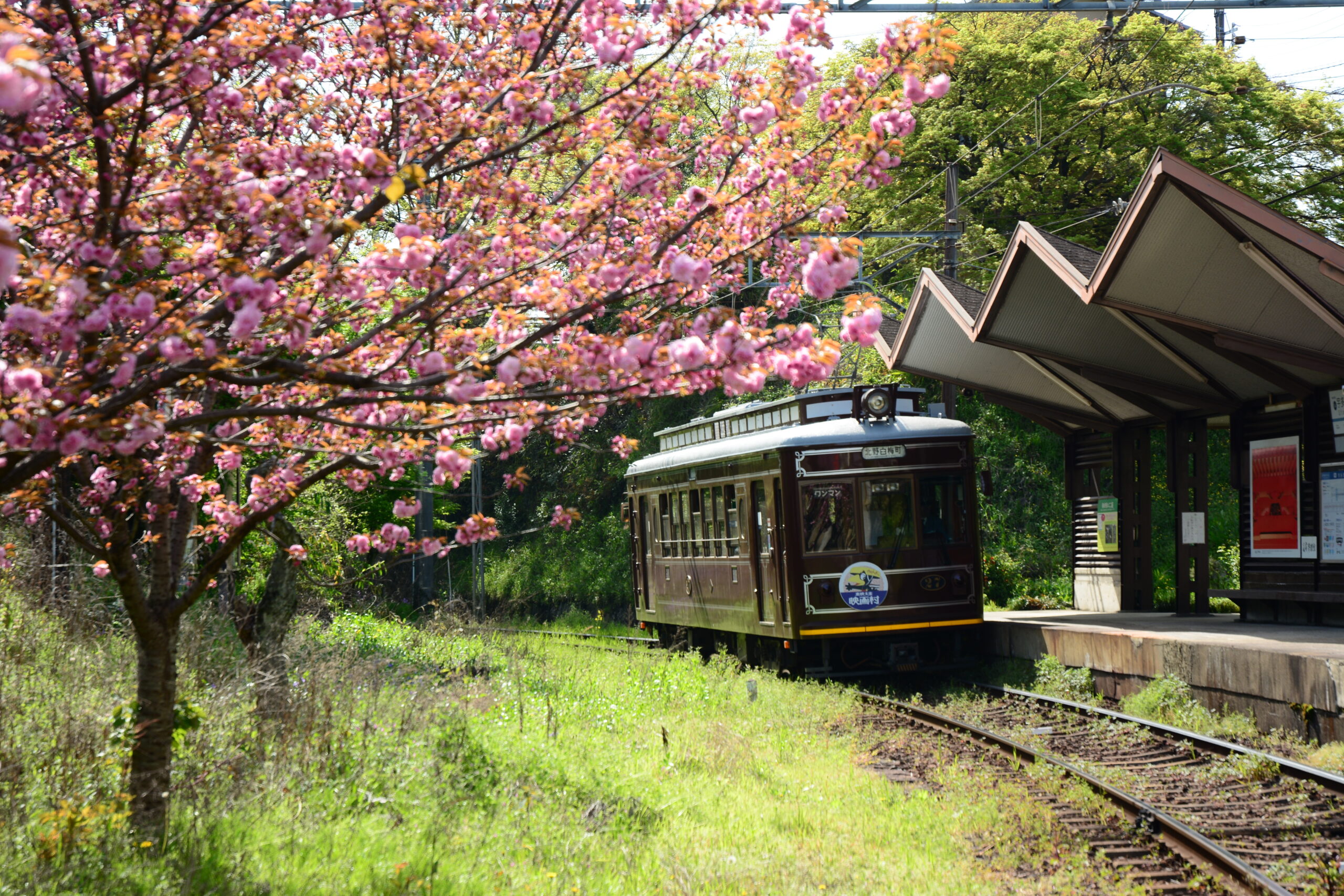 A vibrant Japanese local train known as the Randen is seen running through the downtown area of Kyoto. The scene captures the train painted in traditional colors, surrounded by a vivid display of cherry blossoms in full bloom