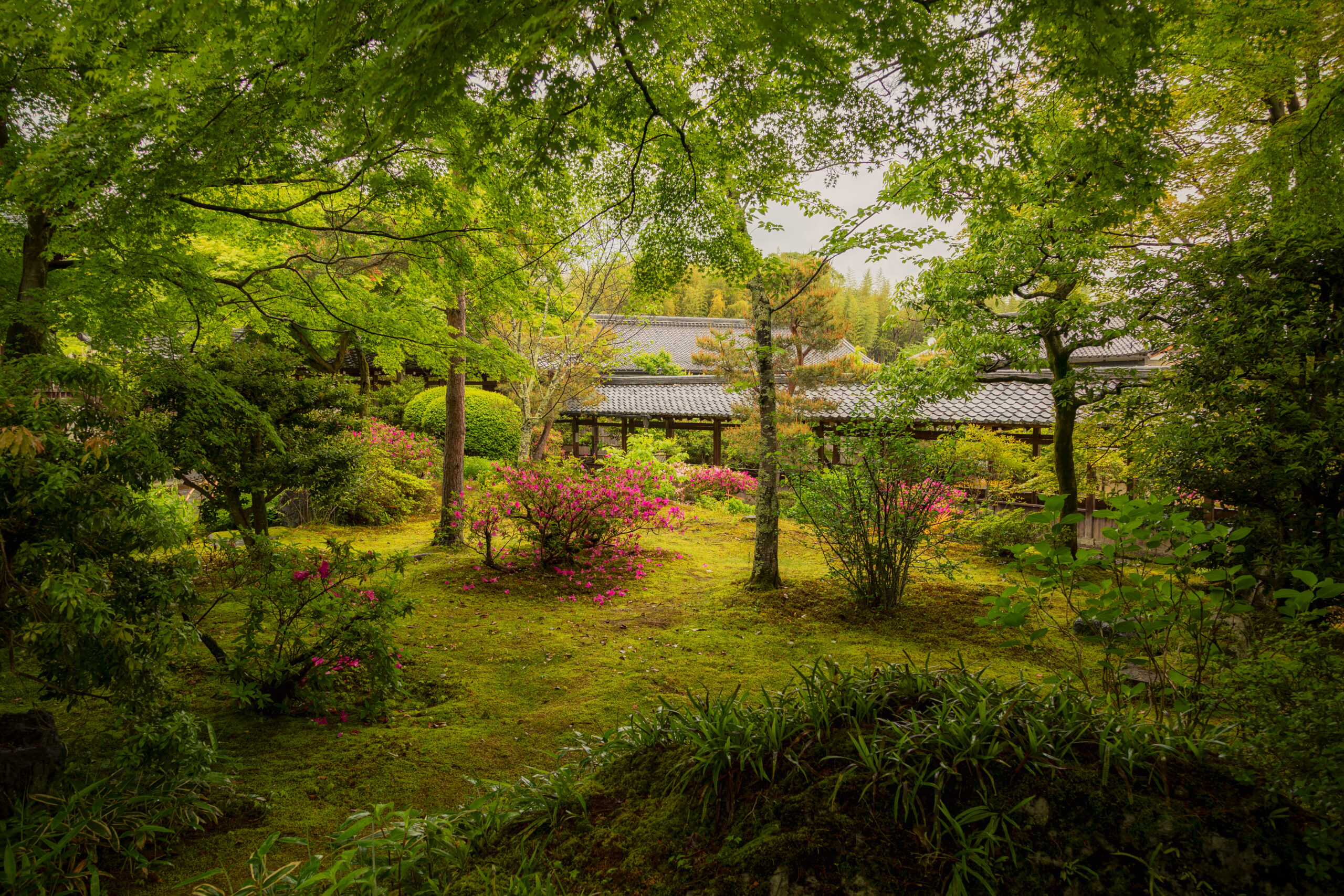 The historic Tenryu-ji Temple on a day after rain, adorned with delicate pink flowers, their colour vibrant against the fresh greenery
