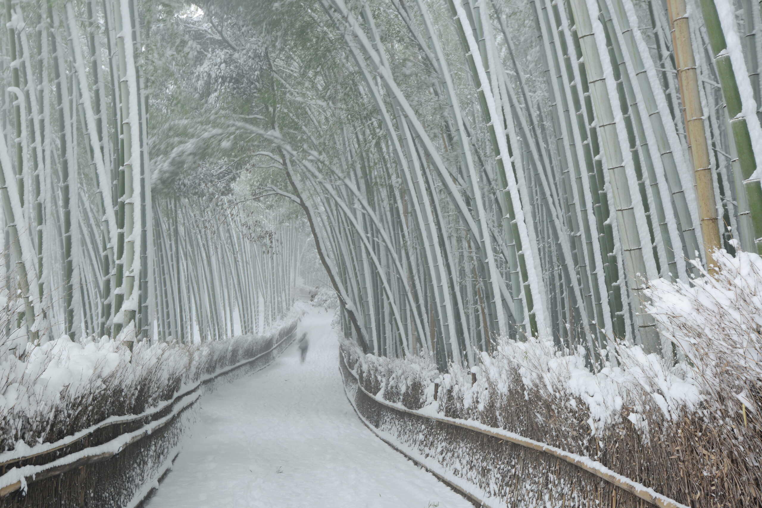 A serene bamboo forest in Kyoto's Arashiyama district is gently covered with a fresh layer of snow. The tall green bamboo stalks contrast beautifully against the white snow, creating a peaceful winter landscape. In the distance, a solitary man walks along the snow-covered pathway