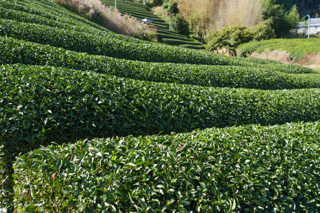 In Kyoto, Japan, vibrant tea plantations feature neatly manicured rows of tea bushes that create a serene and picturesque landscape