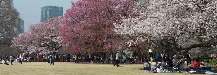 Shinjuku Gyoen Tokyo